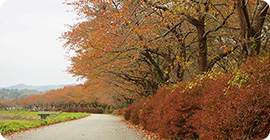 写真：桧木内川堤